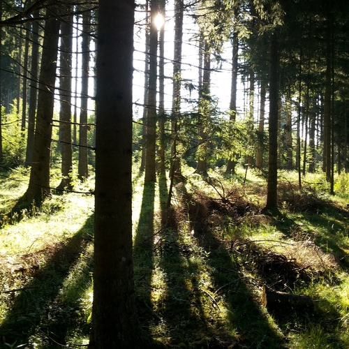 Urlaub im Schwarzwald (7)